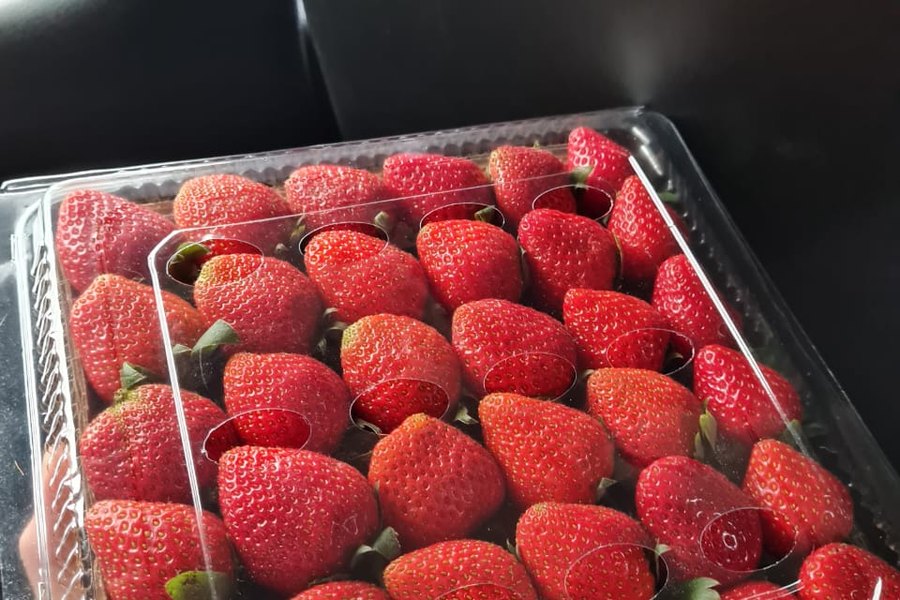 Stroberi segar hasil petik di kebun stroberi Bandung